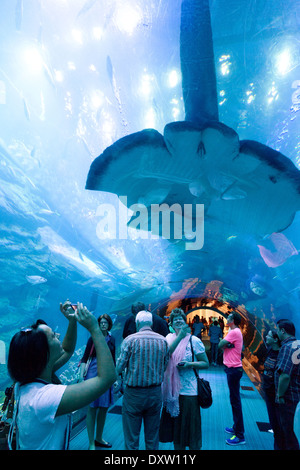 La gente di scattare le foto di una grande manta ray nel tunnel, Dubai Aquarium e lo Zoo di Subacquea, centro commerciale di Dubai, Dubai EMIRATI ARABI UNITI Foto Stock
