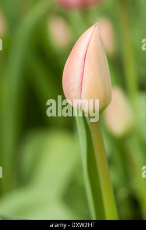 germoglio del tulipano rosa Foto Stock