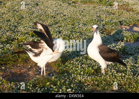 Laysan albatrosses (Phoebastria immutabilis) ala-tuck, parte della danza di corteggiamento degli uccelli nel Papahanaumokuakea Marine National Monument. Foto Stock