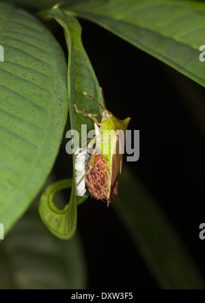 Stink Bug (Pentatomidae) con hatchlings e casse di uova sulla foglia di foresta pluviale di notte nella foresta pluviale malese Foto Stock