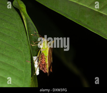 Stink Bug (Pentatomidae) con i nani e ovaiole in habitat naturale sulla foglia della foresta pluviale di notte a Sabah Foto Stock