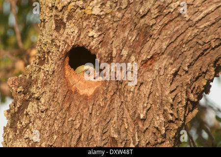 Pulcino di rullo europea (Coracias garrulus) guardando attraverso il treehole del suo nido, Spagna Foto Stock