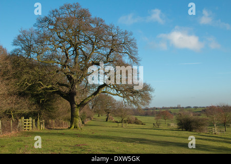 Albero di quercia in primo piano, vista da Burton boccole al Minster , inverno il sole e il bel cielo blu (2 di una serie di ) Foto Stock