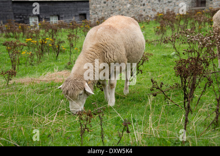 Canada, Nova Scotia, Louisbourg. Fortezza di Louisbourg National Historic Site. Ricostruita del XVIII secolo la fortezza francese. Foto Stock