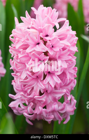 Hyacinthus orientalis Anna Marie,Giacinto, lampadina, Aprile. Rosa fiori profumati Foto Stock