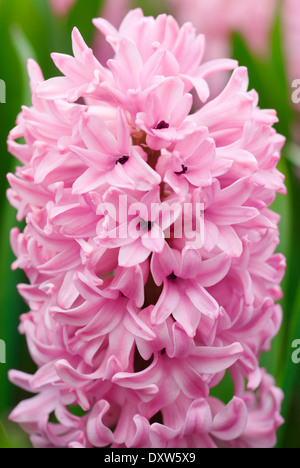 Hyacinthus orientalis Anna Marie,Giacinto, lampadina, Aprile. Rosa fiori profumati Foto Stock