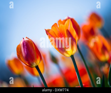 Arancio brillante tulipani che fioriscono in primavera, closeup. Blu brillante sullo sfondo del cielo con copia spazio. Foto Stock