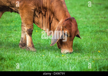 American Brahman mucche al pascolo del bestiame su erba sulla fattoria Closeup Foto Stock