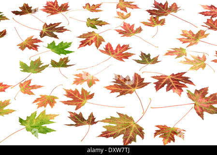 Colorate autunno foglie di acero sfondo Foto Stock