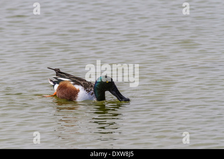 Northern mestolone duck la pesca al birdwatching e Centro Natura in Port Aransas, Texas. Foto Stock