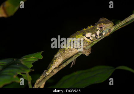 Un albero di olivo Runner lizard (Plica umbra ochrocollaris) dormire su un ramoscello di notte nel bacino amazzonico del Perù. Foto Stock