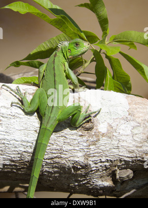 Un verde iguana warily occhiatura il fotografo sulla banca del fiume Rio delle Amazzoni in Perù. Foto Stock