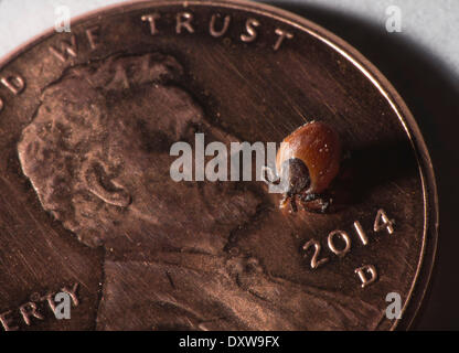 Roseburg, Oregon, Stati Uniti d'America. 31 Mar, 2014. Un live backlegged tick, noto anche come un cervo tick, striscia sulla superficie di un centesimo. Il segno di spunta è stata estratta dalla pelle di un cane in casa nei pressi di Roseburg. A causa di un inverno mite in western Oregon, il segno di spunta una popolazione sembra essere riuscita di questa primavera. Blacklegged tick sono noti per trasportare la malattia di Lyme e altri tick-transmitted diseases. © Robin Loznak/ZUMAPRESS.com/Alamy Live News Foto Stock