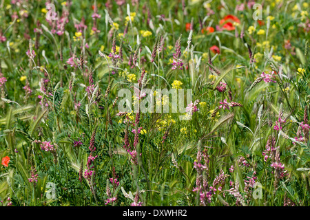 Fiori Selvatici compresi rosso papavero in aree steppiche in primavera, Spagna Foto Stock