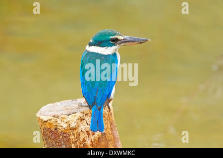 Colorato Kingfisher, Sacro Kingfisher (Todiramphus sanctus), in piedi sul moncone Foto Stock