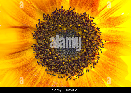 Girasole (Helianthus annuus) blossom dettaglio, Baden-Württemberg, Germania Foto Stock