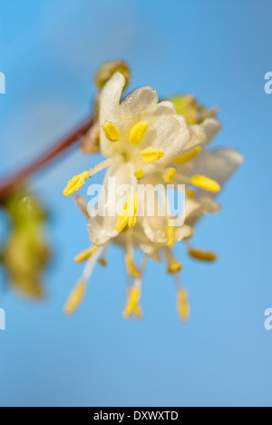 Lonicera x purpusii 'Inverno bellezza', caprifoglio d'inverno. Arbusto, gennaio, l'inverno. Unico bianco fiori profumati. Foto Stock