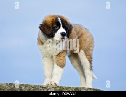 San Bernardo cucciolo in piedi su un masso, Germania Foto Stock