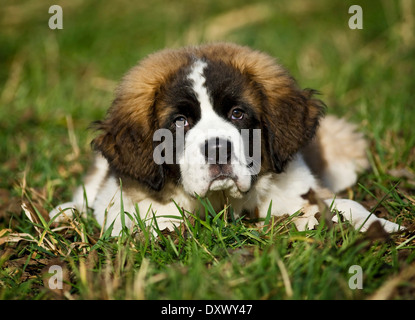 San Bernardo cucciolo giacente in erba, Germania Foto Stock