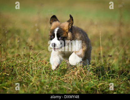 San Bernardo cucciolo in esecuzione in un prato, Germania Foto Stock