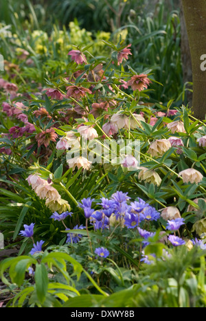 Helleborus x hybridus party dress Group, l'Elleboro e Anemone blanda, Windflower Greca. Marzo. Perenne e lampadine. Foto Stock