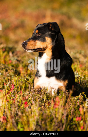 La Appenzeller Sennenhund, giovane cane in autunno, Tirolo del nord, Austria Foto Stock