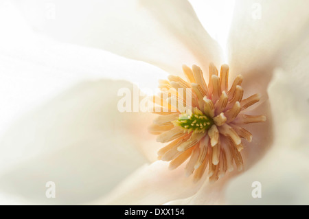 Fiore di un Kobushi Magnolia (Magnolia kobus) con lo stigma e stami, Frankfurt am Main, Hesse, Germania Foto Stock