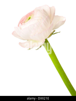 Rosa pallido ranunculus, ranuncolo persiano, isolato su sfondo bianco Foto Stock