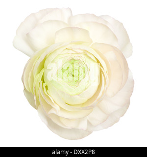 White ranunculus, ranuncolo persiano, isolato su sfondo bianco Foto Stock