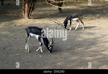 Blackbuck nella National Zoological Park, New Delhi, India Foto Stock