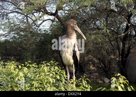 Stork, zoo, New Delhi, India Foto Stock