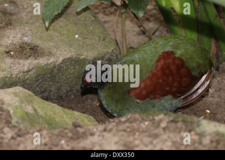 Ritratto di una donna crestato Pernice o Roul-roul (Rollulus rouloul), a.k.a. Red-incoronato pernice in legno o legno verde Quaglia Foto Stock