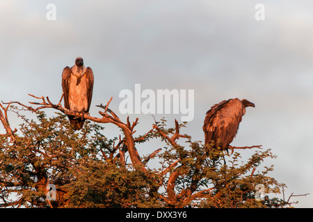 Cape Vulture (Gyps coprotheres), specie in via di estinzione, Kgalagadi Parco transfrontaliero, Capo Nord, Sud Africa Foto Stock