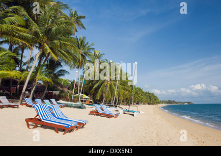 Sedie a sdraio sulla spiaggia con palme, Mae Nam Beach, Ko Samui, Tailandia Foto Stock