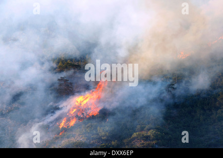 Forest Fire su Mt Hochmahdkopf, Tirolo, Austria Foto Stock