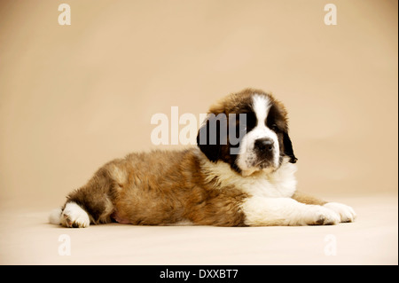 San Bernardo cucciolo sat isolate su un fondo dorato Foto Stock