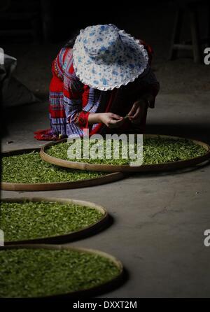 Shaoxing, cinese della Provincia di Zhejiang. 30 Mar, 2014. Huang Fufen, un coltivatore di tè, mette le foglie di tè sulla maglia tegami di bambù per essiccamento ad aria Waipokeng nel villaggio di Shaoxing, est della Cina di Provincia dello Zhejiang, 30 marzo 2014. Organico piantagioni di tè hanno girato Waipokeng, una volta che un povero villaggio, in una industria del tè successo. © Xing Guangli/Xinhua/Alamy Live News Foto Stock