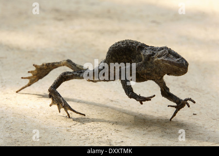 DEU, Germania, rana mummificati. DEU, Deutschland, mumifizierter Frosch. Foto Stock