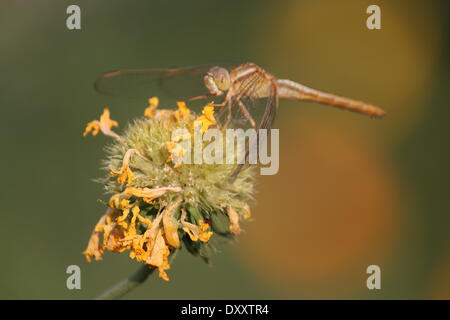 Kumrahar, Patna, Bihar, in India, il 1 aprile 2014. Dragon Fly feed sul fiore essiccato inizio a metà primavera man mano che la temperatura aumenta a 36 gradi sotto il sole caldo e come l'estate arriva prima del solito. Credito: Rupa Ghosh/ Alamy Live News. Foto Stock