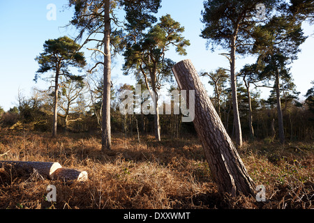 Alberi danneggiati in venti alti tagliati e pronta per la rimozione Foto Stock