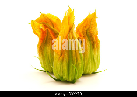 Giallo fiore di zucchine su sfondo bianco Foto Stock