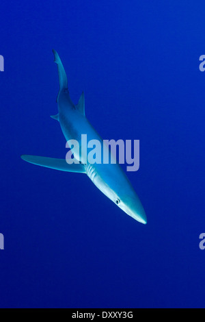 Blue Shark, Prionace glauca, isola Pico, Azzorre, Portogallo Foto Stock