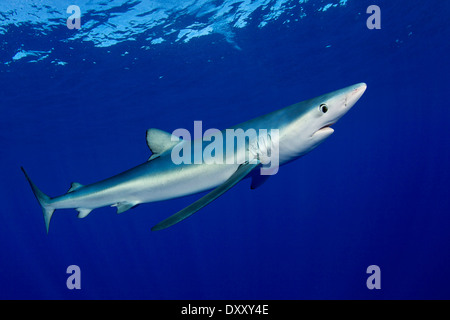 Blue Shark, Prionace glauca, isola Pico, Azzorre, Portogallo Foto Stock