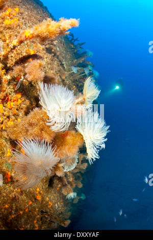 Tubo a spirale Worms sul relitto di Viana, Sabella spallanzani, isola Pico, Azzorre, Portogallo Foto Stock