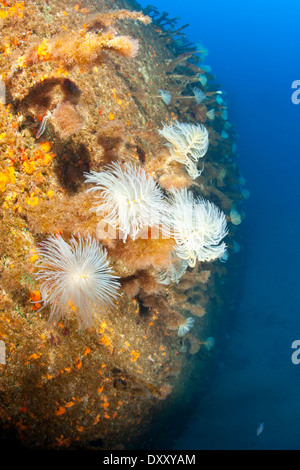 Tubo a spirale Worms sul relitto di Viana, Sabella spallanzani, isola Pico, Azzorre, Portogallo Foto Stock