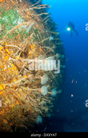 Tubo a spirale Worms sul relitto di Viana, Sabella spallanzani, isola Pico, Azzorre, Portogallo Foto Stock