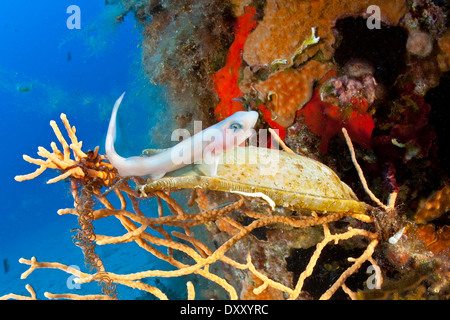 Squalo Nursehound appena nati da uova ist, Scyliorhinus stellaris, Ponza Ilsland, Mare Mediterraneo, Italia Foto Stock