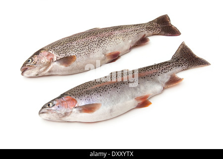 La trota iridea pesce isolato su un bianco di sfondo per studio. Foto Stock