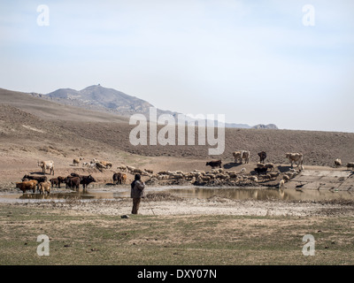 Pastore con le sue pecore vicino a David Gareja in Kakheti, Georgia. Foto Stock