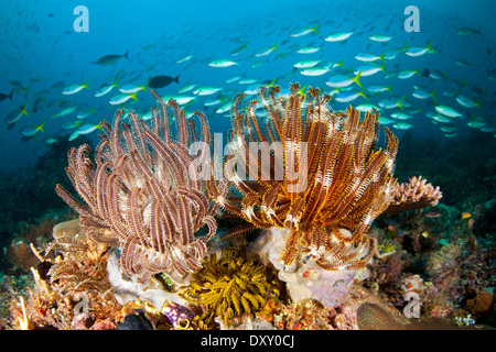 Crinoidi in Coral Reef, Crinoidea Raja Ampat, Papua occidentale, in Indonesia Foto Stock